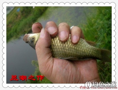 轉釣魚娃 野釣實戰篇之十二 站高處 擒鯽妹 野釣營